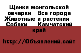 Щенки монгольской овчарки - Все города Животные и растения » Собаки   . Камчатский край